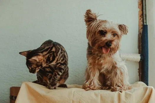 Imamo psa i mačku — Abbiamo un cane e un gatto