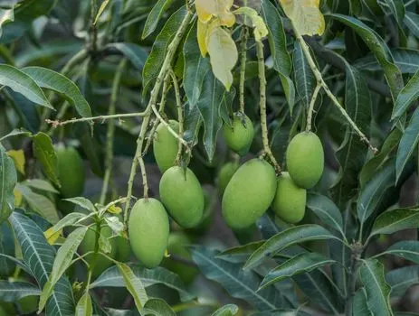 Авокадо — aguacate