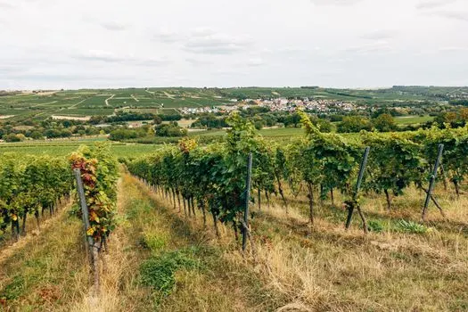 Vineyard — Виноградник