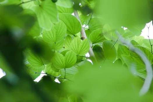 verde — grün