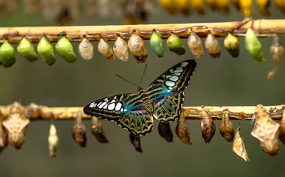 transitional — transitoire