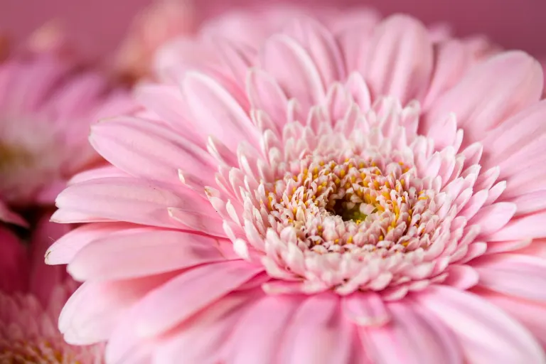 flower — fleur