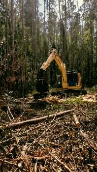 вырубка леса — Forest clearance