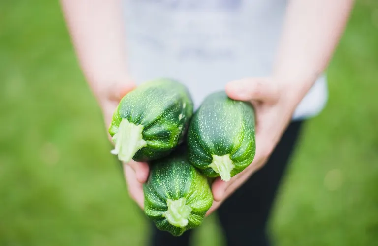 zucchini — courgette