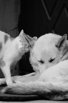 Кошек больше, чем собак. — There are more cats than dogs
