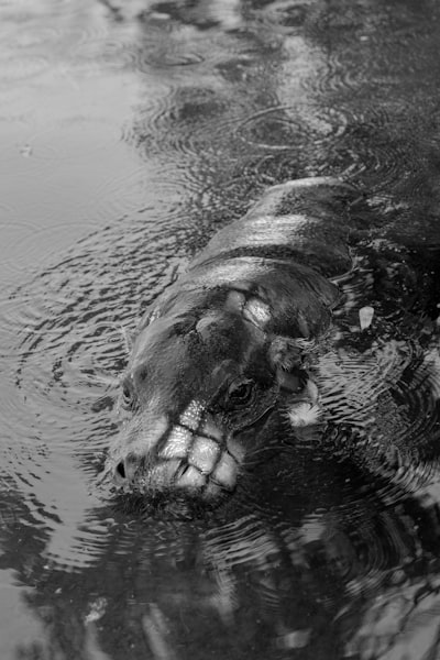 Behemoth — colosse