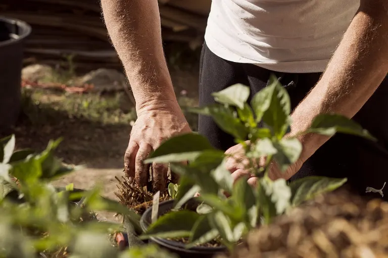 gardening — jardinage