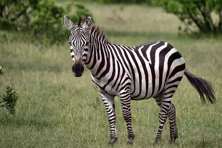 zebra — zèbre