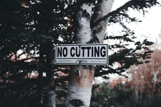 вырубка деревьев — tree felling