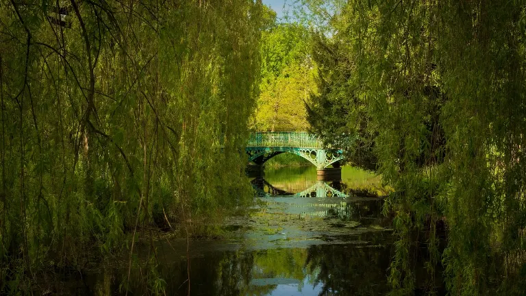 willows — saules