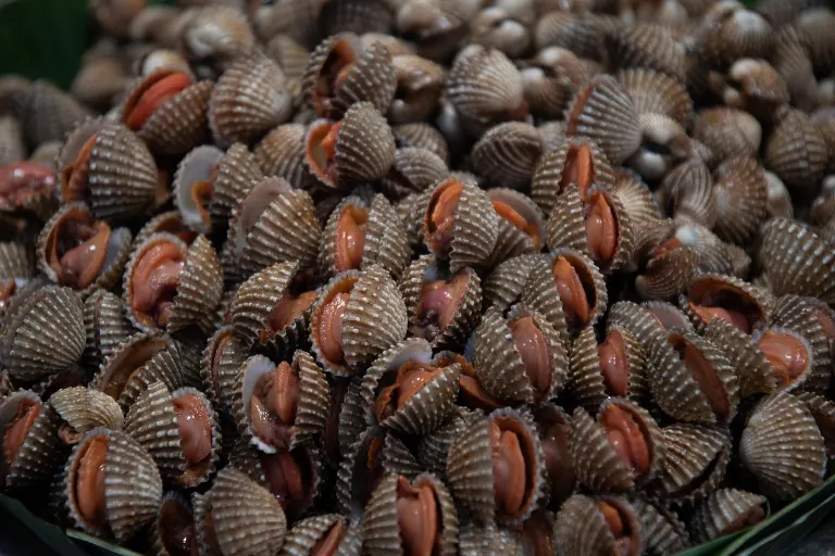 mollusk — molusco