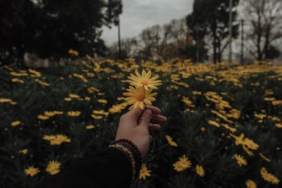 Ästhetik — aesthetics
