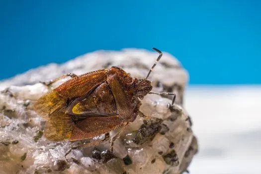 Жук — Bug