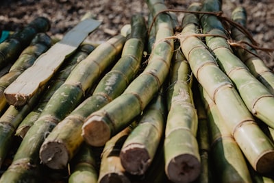 sucre de canne — cane sugar