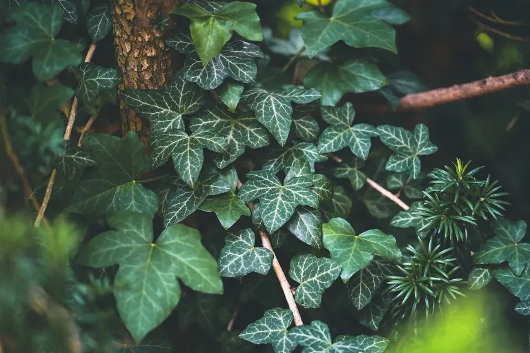 foliage — feuillage