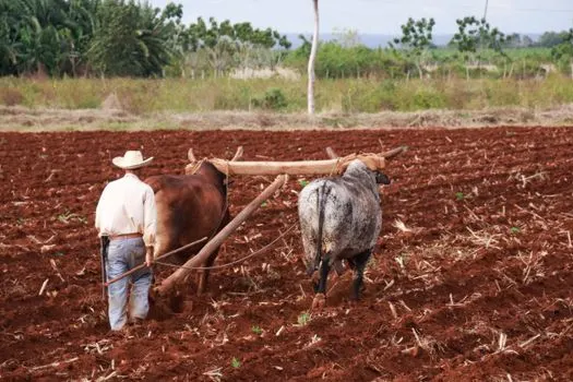 agricultura — Agriculture