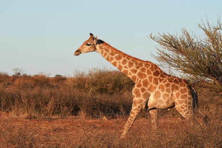 giraffe — girafe