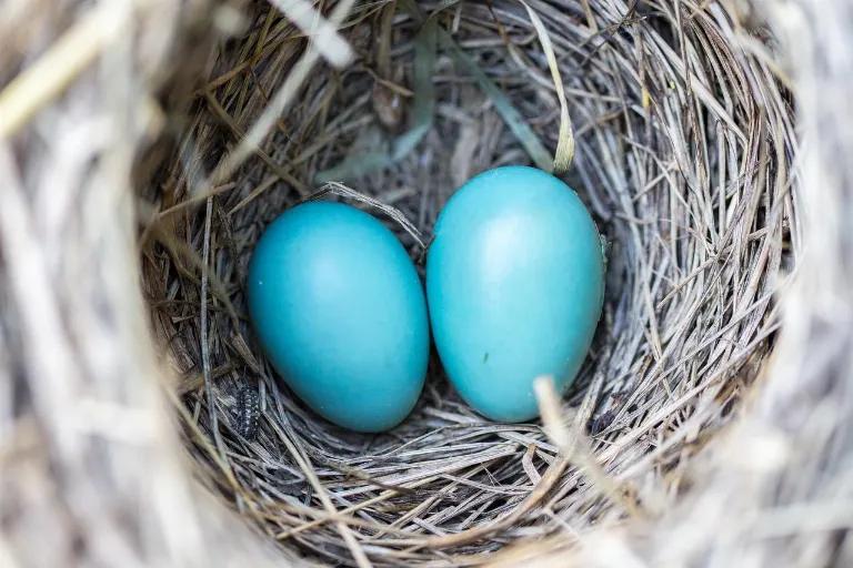 nest — nid