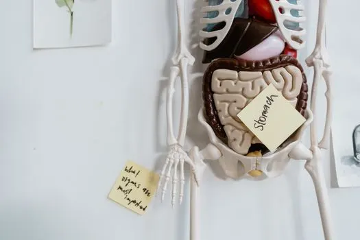 Желчный пузырь — Gallbladder