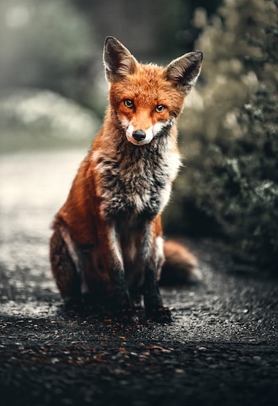 виды животных — Tierarten