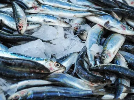 Сардина — Pilchard