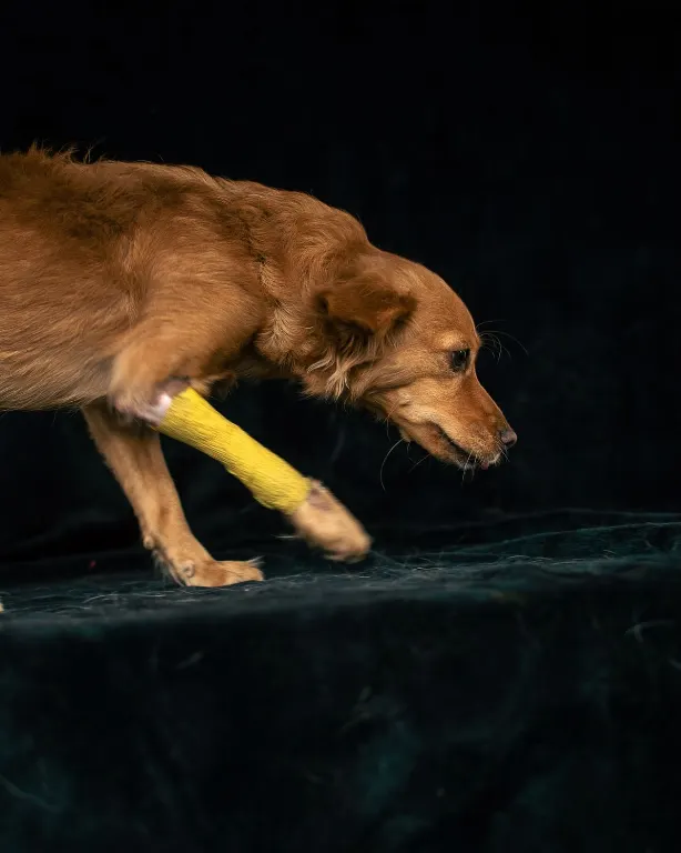 klibot — topallamak