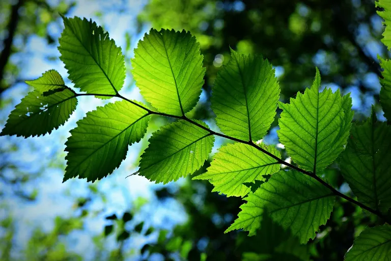 leaves — feuilles