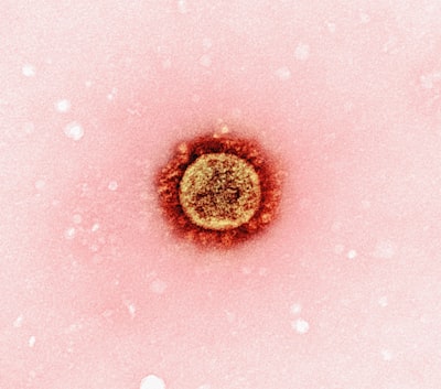 herpès — Herpes