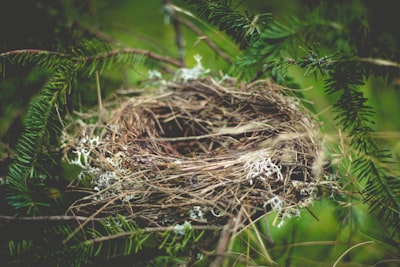 nid — nest