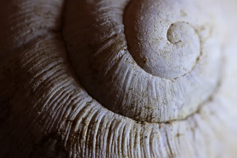 fossil — fossile