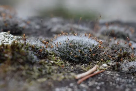 Мох — Moss