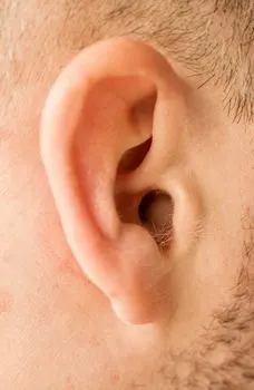 oreille — uvo