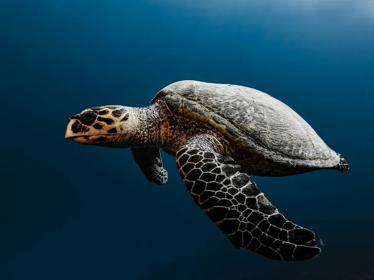 lento como una tortuga — turtle-like