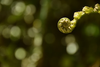 Erscheinungsbild — appearance