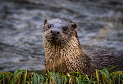 ressembler à une loutre — Look like an otter