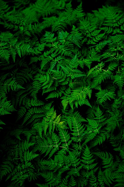 verde — зелёный