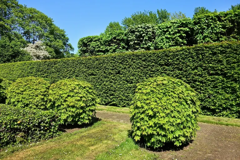 hedges — haies