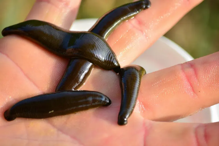 leech — sangsue