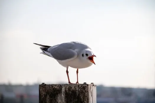 Визг — Squawk
