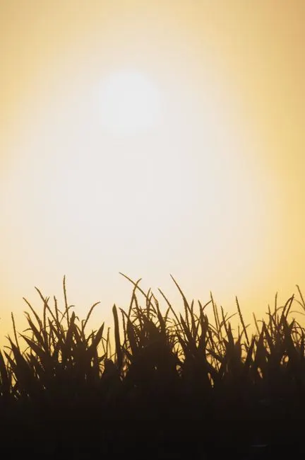 luz solar — sunlight