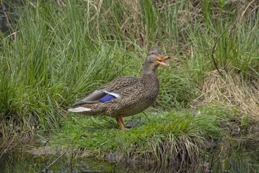 quack — graznido