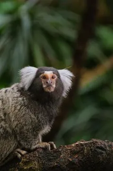 мармозетка — marmoset