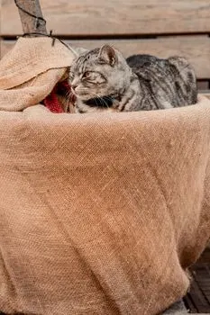 acheter chat en poche — kupovati mačku u džaku