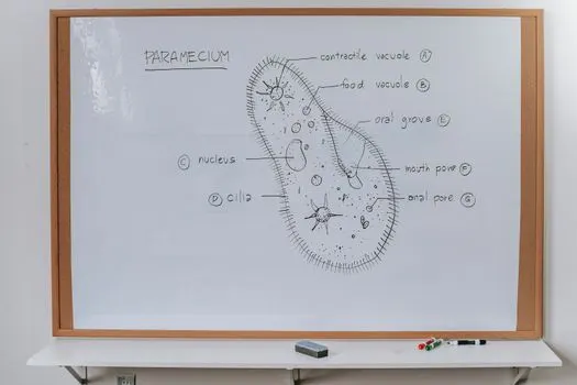 predavanje — lezione frontale