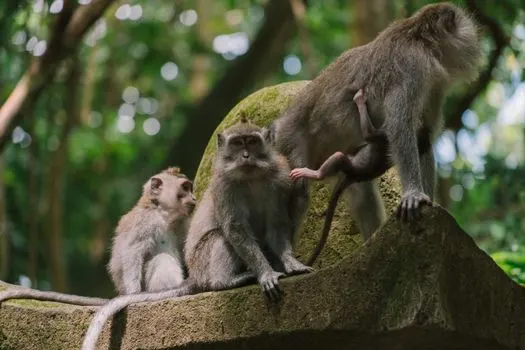 Примат — Primate