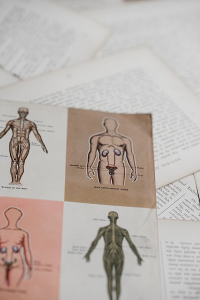 schema dei punti di agopuntura — Acupuncture points chart