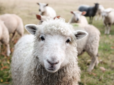 защита животных — Tierschutz