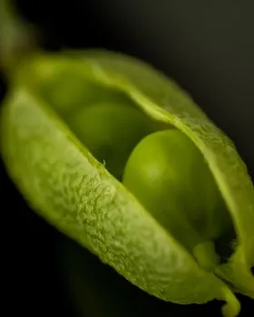 Фасоль — bean