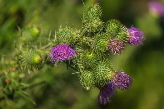 Чертополох — Thistle