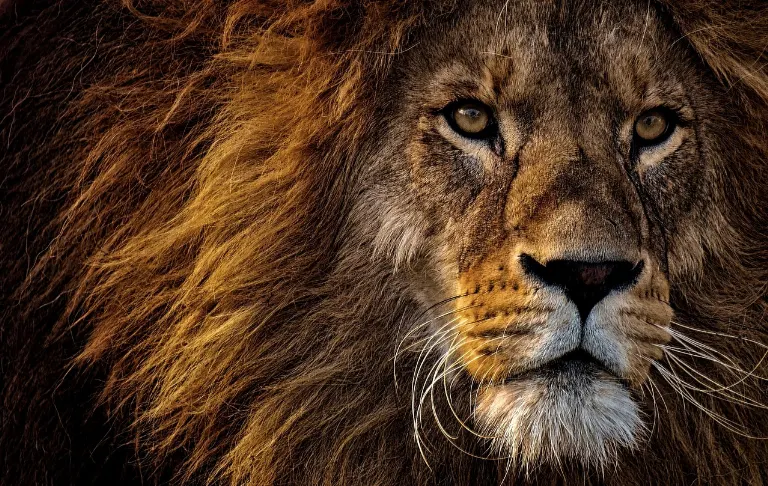 lion — lion